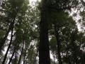 gemuetlicher waldgang 2 20141004 1534520899