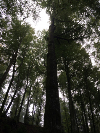 gemuetlicher waldgang 2 20141004 1534520899