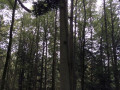 gemuetlicher waldgang 5 20141004 1994141395