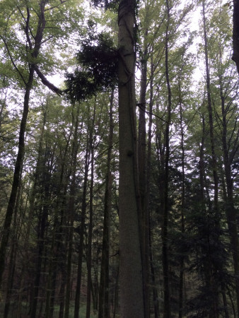 gemuetlicher waldgang 5 20141004 1994141395