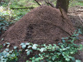 gemuetlicher waldgang 8 20141004 1629168053