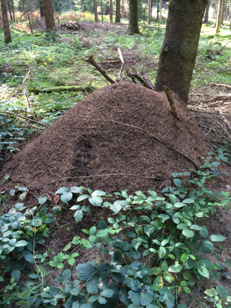 gemuetlicher waldgang 8 20141004 1629168053